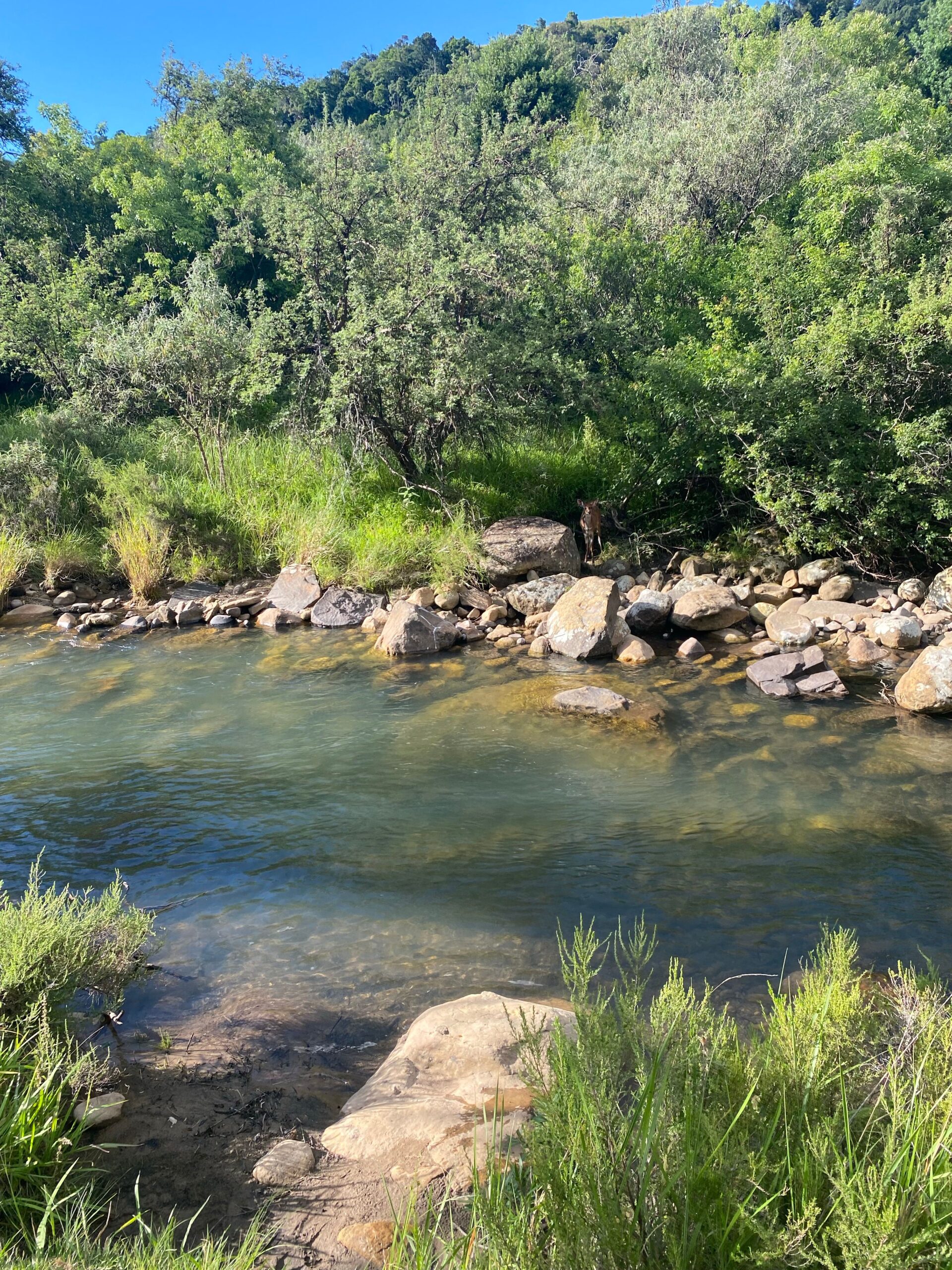 Clear stream flowing past rocky banks and dense greenery, with wildlife drinking at the water's edge